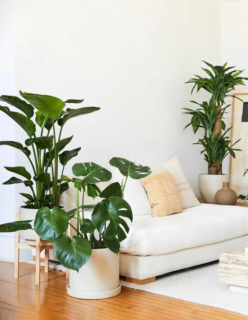 0 monstera pflege wichtige informationen und tipps schöne blumen