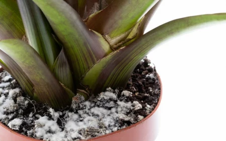 1 richtige pflanzenpflege warum schimmelt blumenerde informationen