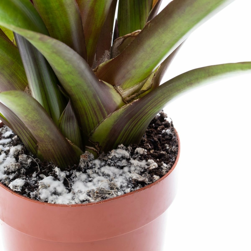 1 richtige pflanzenpflege warum schimmelt blumenerde informationen