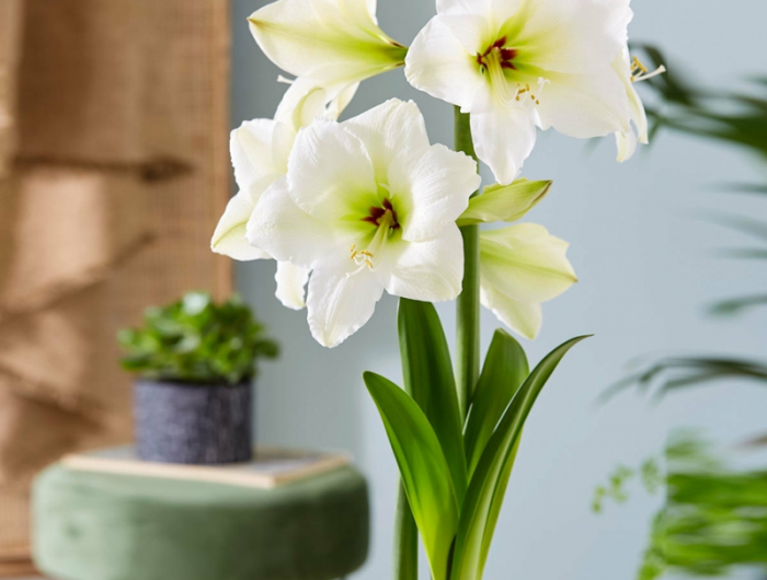 3 weiße blume amaryllis überwintern und wieder zum blühen bringen