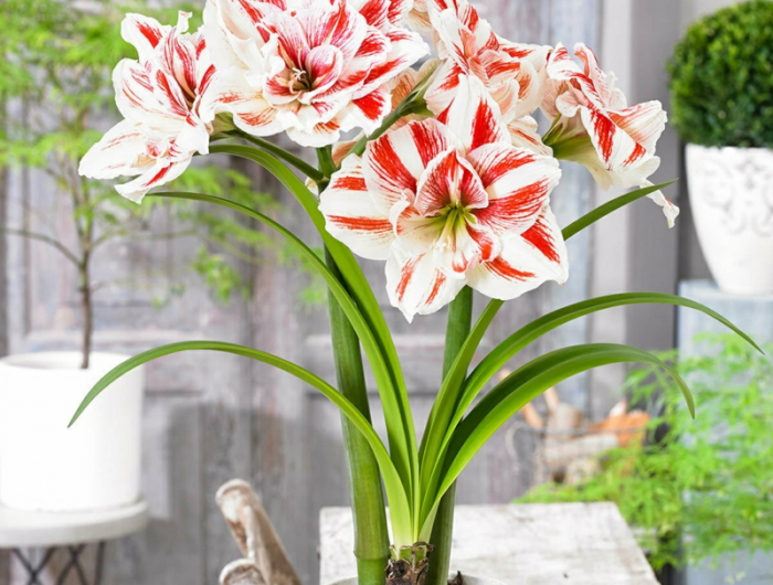 4 rot weiße blume amaryllis nach der blüte pflege und tipps