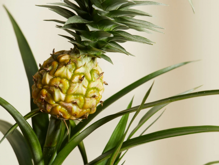 4 sehr kleine ananaspflanze tipps zur richtigen pflege