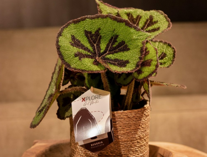 5 begonia masoniana pflanze wichtige pflege tipps und infos