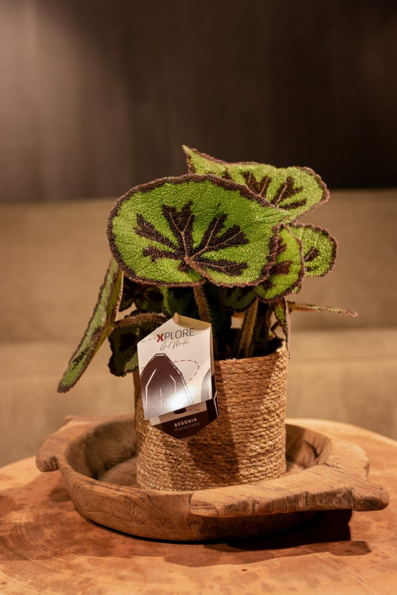 5 begonia masoniana pflanze wichtige pflege tipps und infos