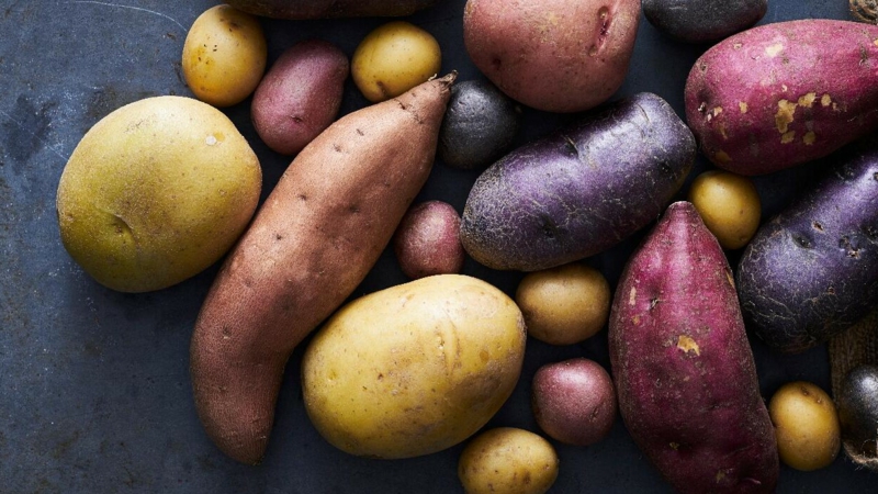 6 wann sind kartoffeln schlecht verschiedene sorten und farben kartoffeln