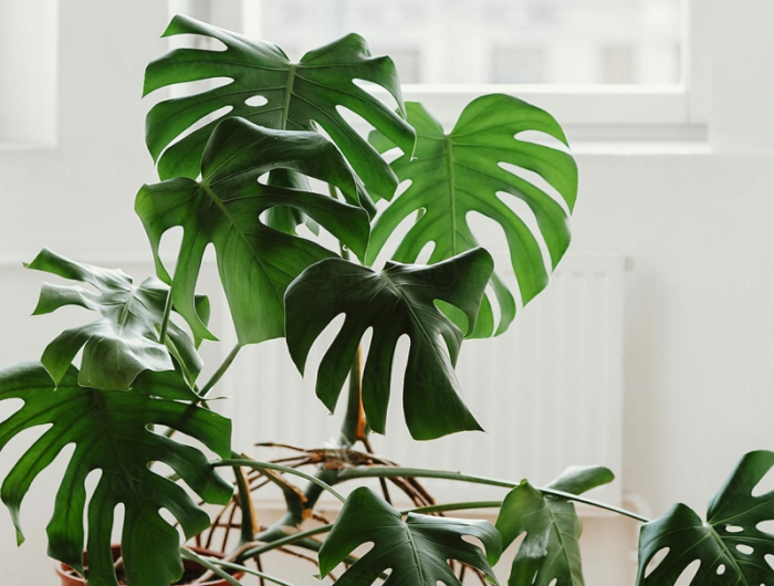 7 grüne pflanzen monstera pflege hilfreiche informationen und tipps