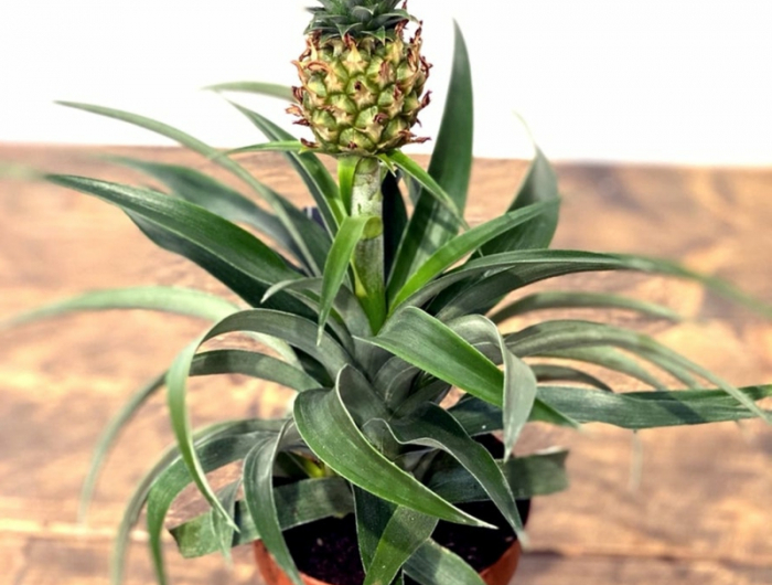 baum ananaspflanze pflege infos und tipps