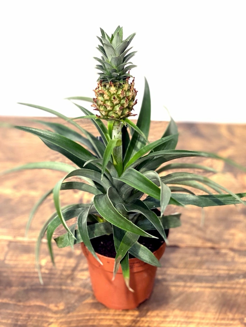baum ananaspflanze pflege infos und tipps