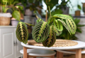 Calathea pflege -bringen Sie eine tropische Pflanze in Ihr Haus!