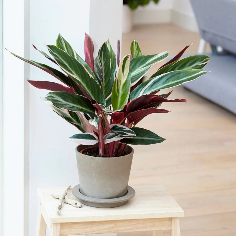 calathea triostar