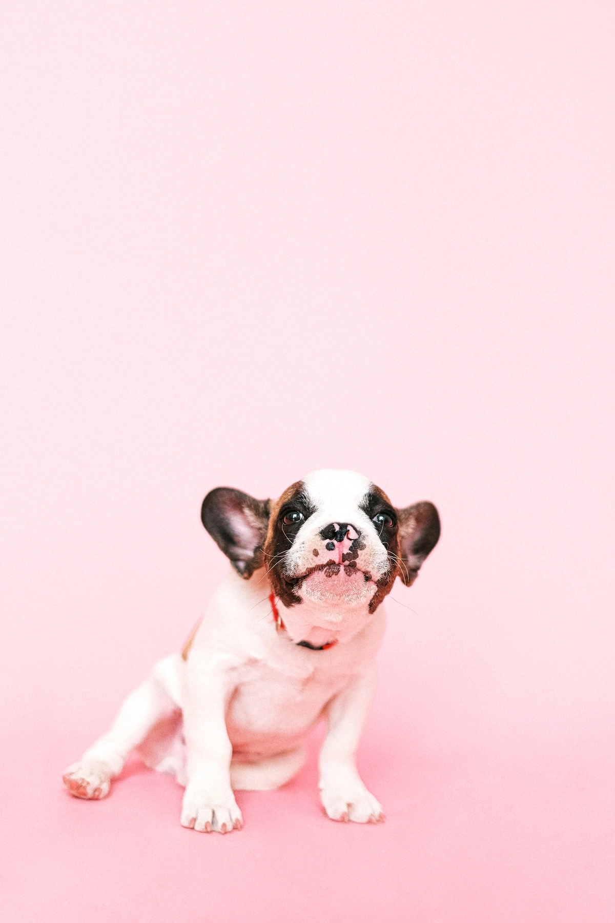 cute aesthetic wallpapers kleines hund rosa hinterdund