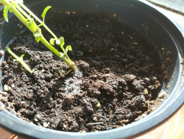 einfache tipps schimmel auf der blumenerde entfernen kranken pflanze