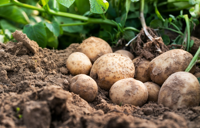 fresh,organic,potatoes,in,the,field,harvesting,potatoes,from,soil.