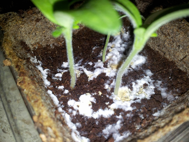 erde pflanze mit weißem schimmel entfernen pilze in blumenerde
