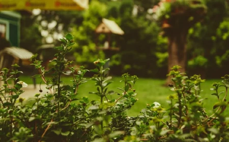 gartenarbeiten durch den frühling und sommer grüner garten