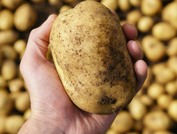 hand hält große kartoffel wie lange sind kartoffeln haltbar