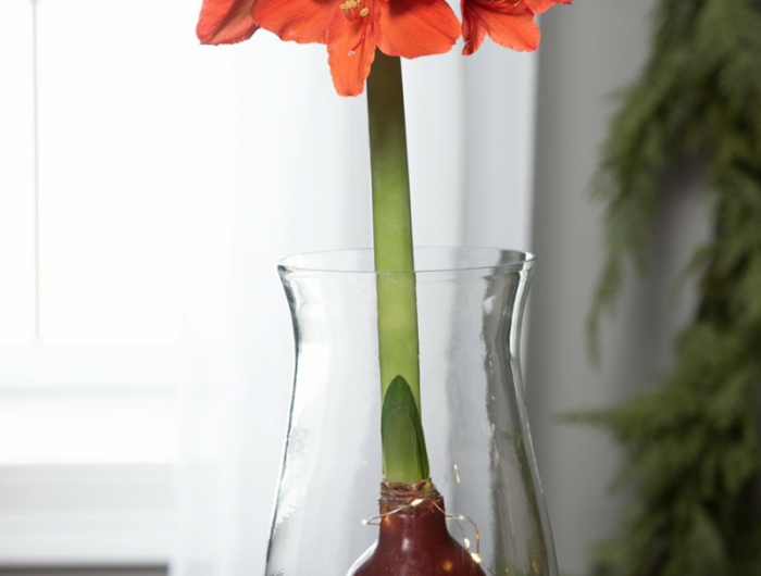 hilfreiche tipps für amaryllis nach der blüte pflegen infos