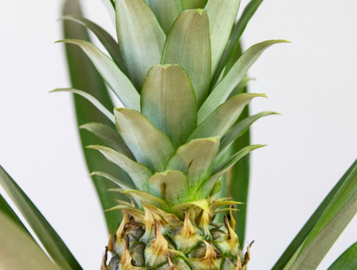 informationen ananas pflnaze pflege zu hause
