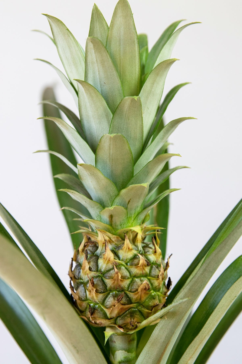 informationen ananas pflnaze pflege zu hause