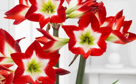 interessante blumen mit schönen farben amaryllis pflege anleitung