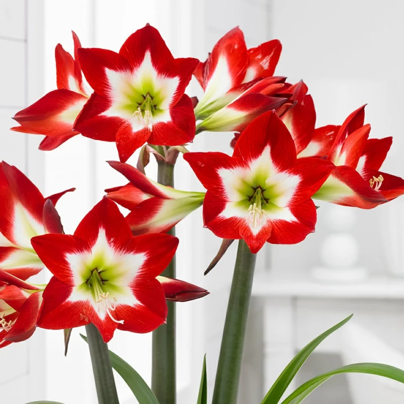 interessante blumen mit schönen farben amaryllis pflege anleitung