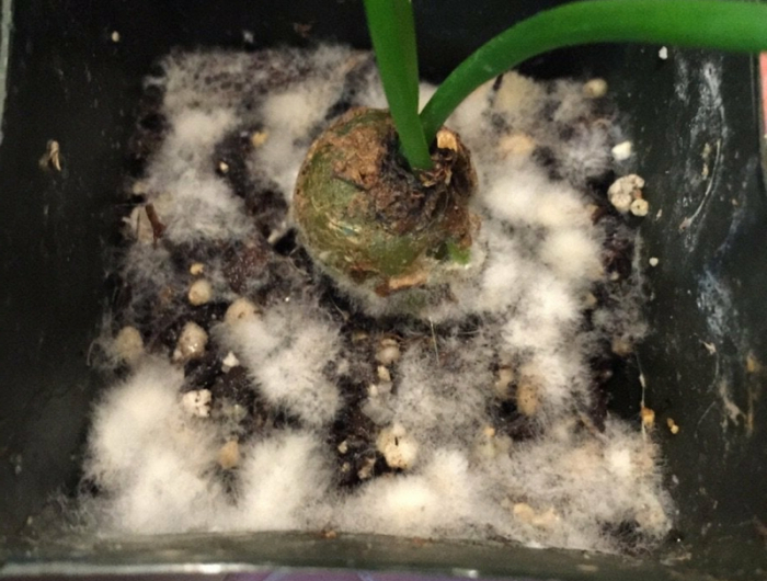 kleine pflanze mit schimmel auf der blumenerde wie entfernen mittel