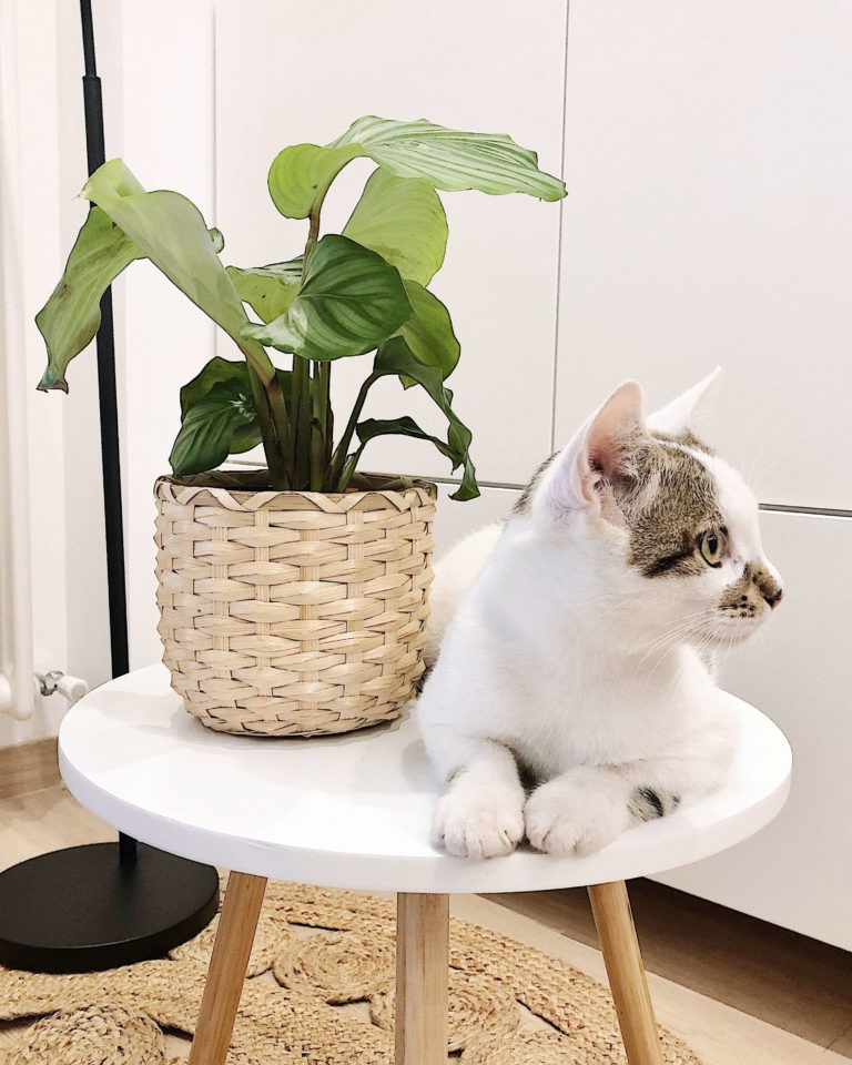 korbmarante sind alle calathea ungiftig calathea pflege topf calathea katze