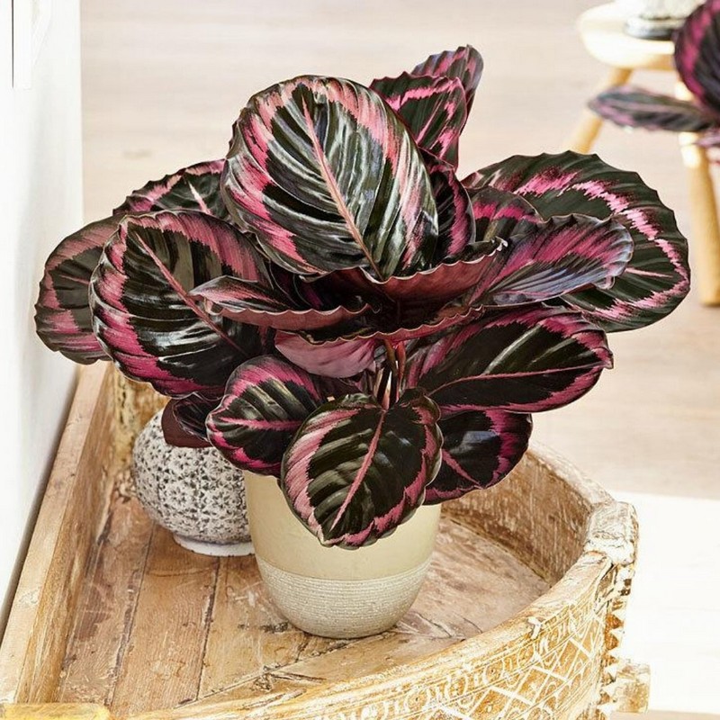 korbmarante warum bekommt meine calathea braune spitzen topf mit calathea roseoptica