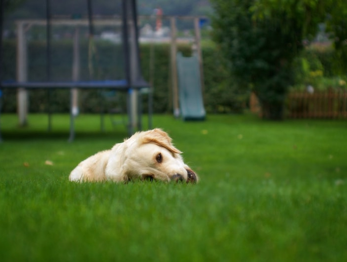 kunstrasen im garten ein hund liegt auf dem gras