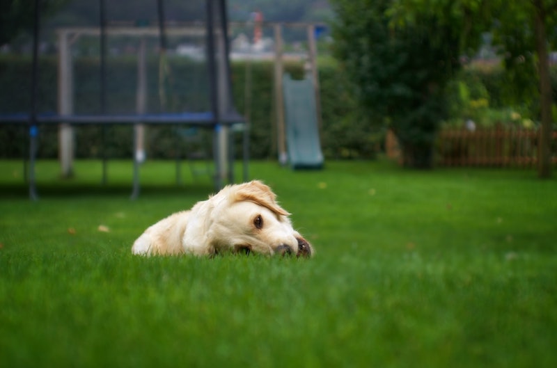 kunstrasen im garten ein hund liegt auf dem gras