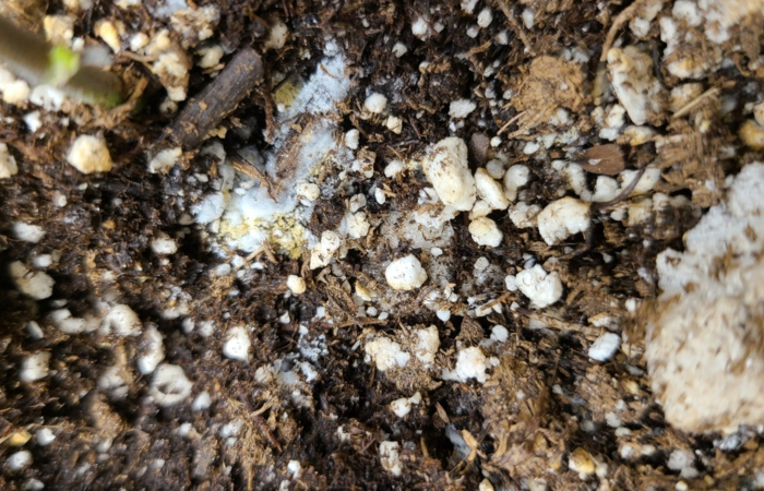 pflanzenerde mit weißem schimmel pilze in blumenerde entfernen tipps