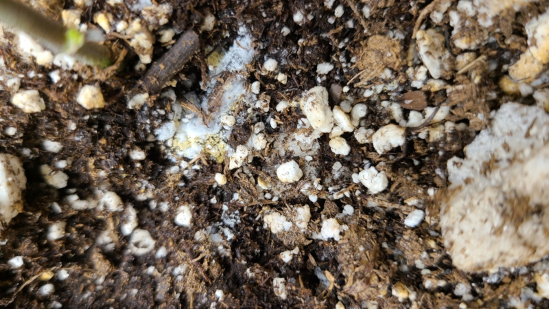 pflanzenerde mit weißem schimmel pilze in blumenerde entfernen tipps