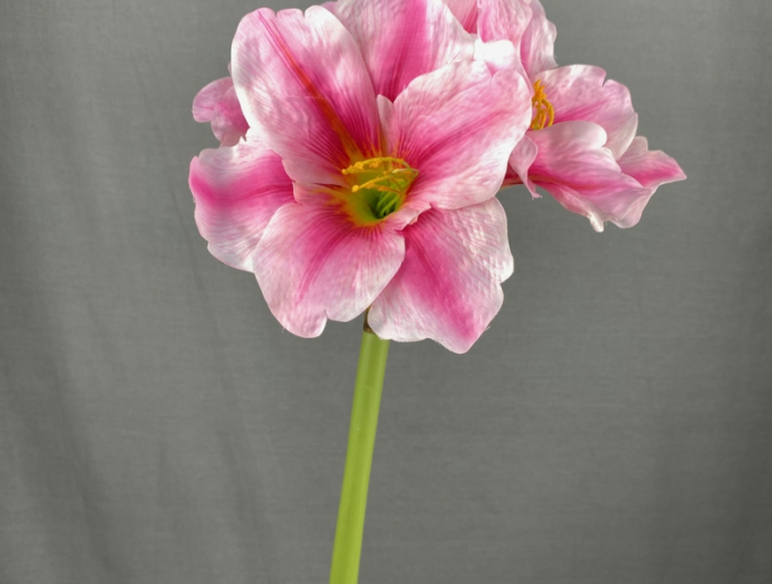 pink weiße blume amaryllis gießen und richtig pflegen infos