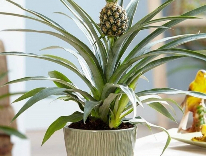 silberner topf mit ananasbaum ananas einpflanzen infos
