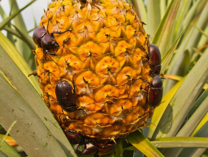 tipps ananas einpflanzen wichtige inforamationen pflege