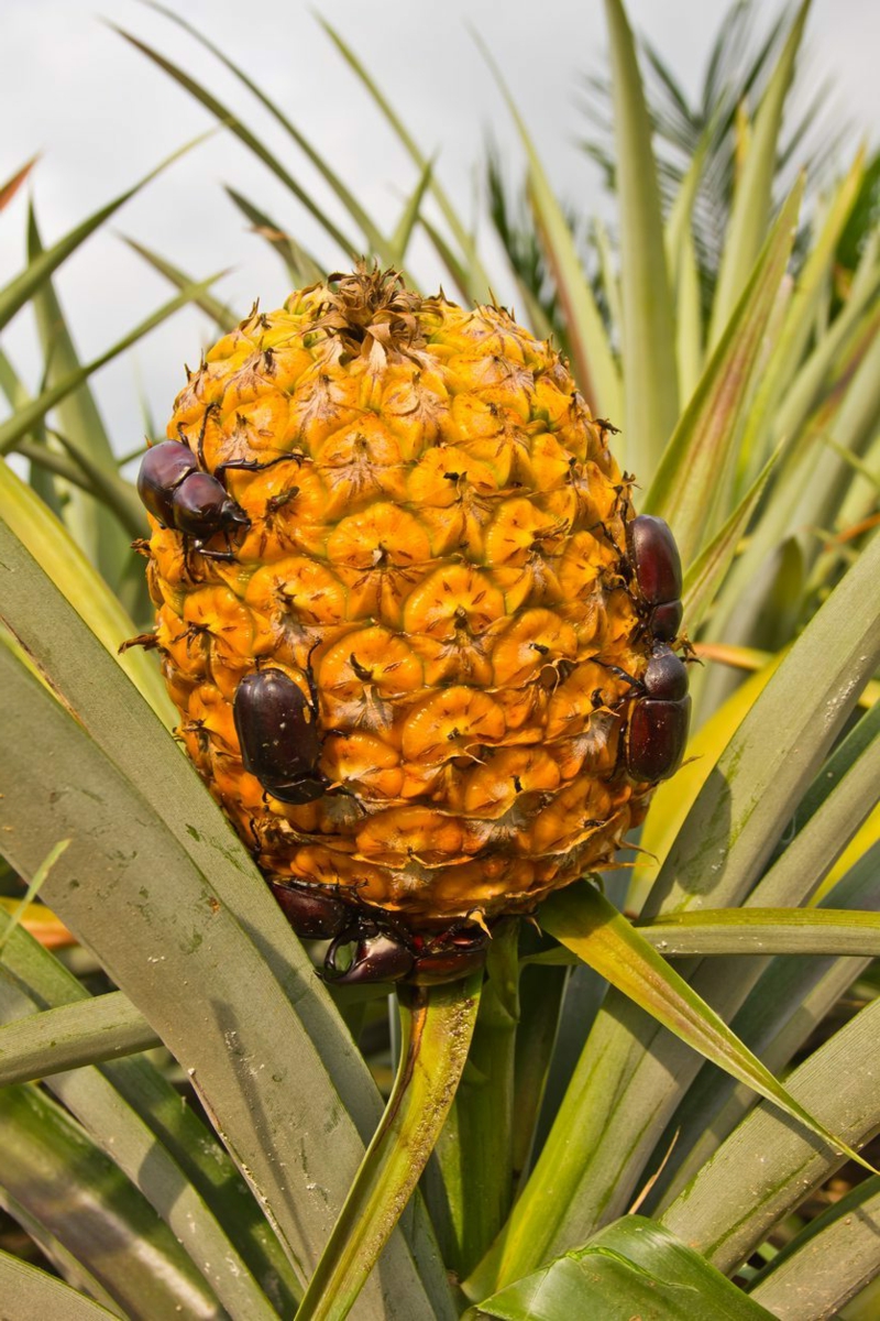 tipps ananas einpflanzen wichtige inforamationen pflege