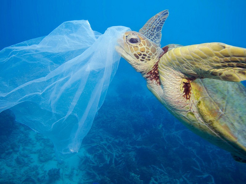 was bedeutet plastikfrei warum ist plastik schädlich für die umwelt plastiktüte im meer schildkröte