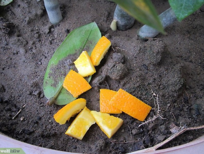 was tun mit zitrusschalen orangenschalen kompost orangenschalen gegen insekten im garten