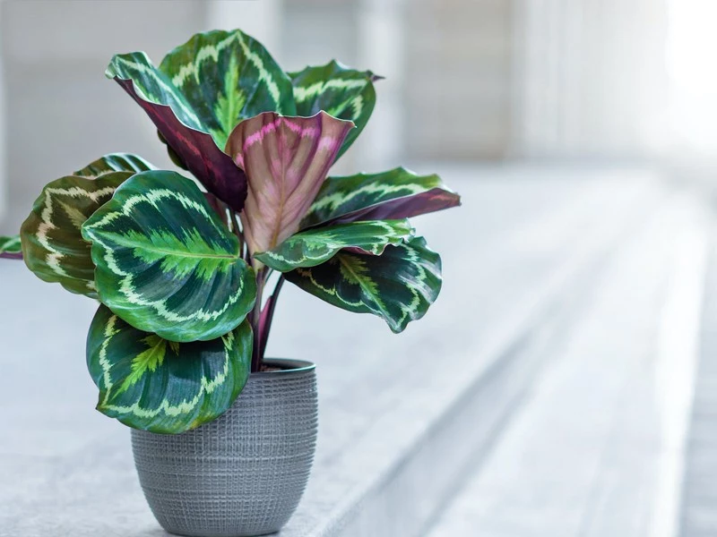 wie schnell wächst eine calathea calathea pflegen grauer topf mit calathea roseoptica