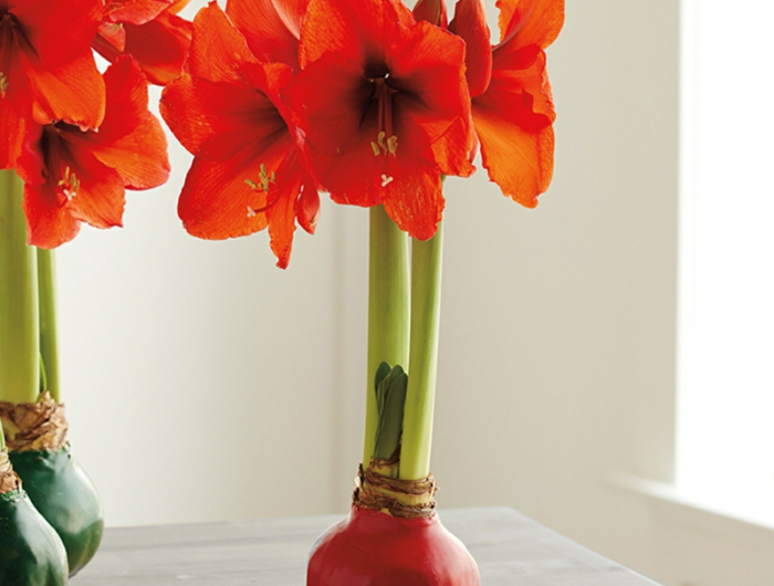 wie soll ich amaryllis richtig pflanzen wunderschöne rote blume in vase