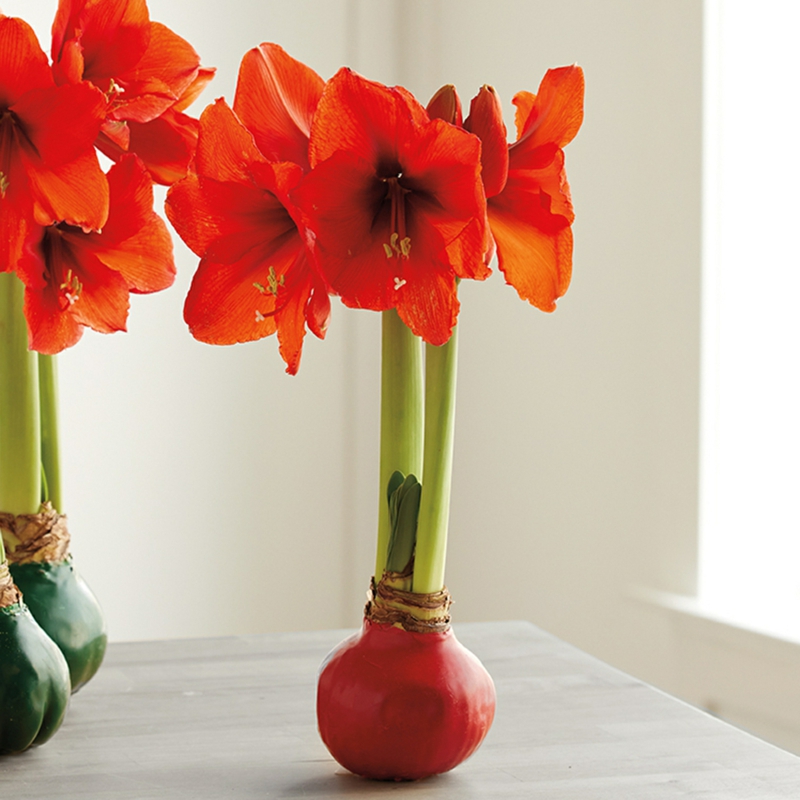 wie soll ich amaryllis richtig pflanzen wunderschöne rote blume in vase