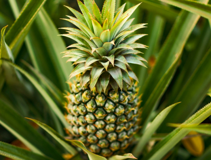 wie wächst eine ananas tipps zur richtigen pflege kleine ananas pflanze