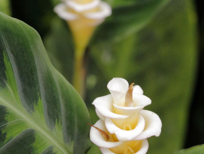 wie wächst eine calathea calathea warscewiczii mit weißen blüten