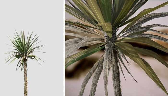 yucca palme gelbe blätter warum wichtige pflegetipps