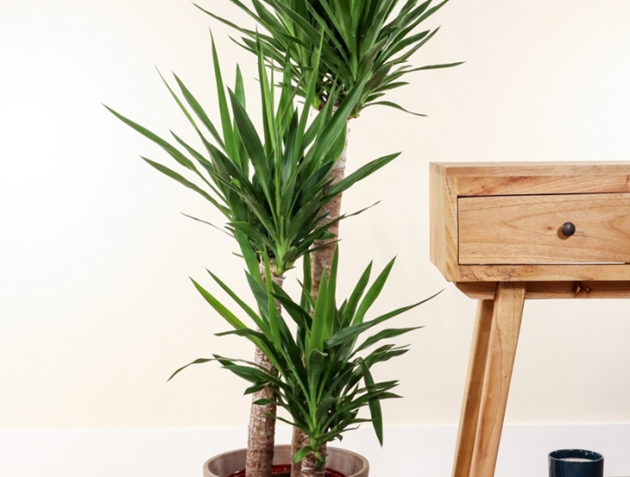 yucca palme große pflanze zimmerpflanzen ideen