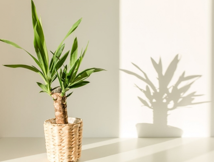 yucca palme pflege beliebte pflanzen zimmerpflanze für eine wohnliche atmosphäre