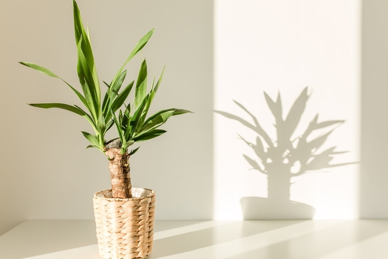 yucca palme pflege beliebte pflanzen zimmerpflanze für eine wohnliche atmosphäre