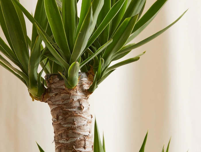 yucca palme pflege tipps für hobbygärtner grüne blätter