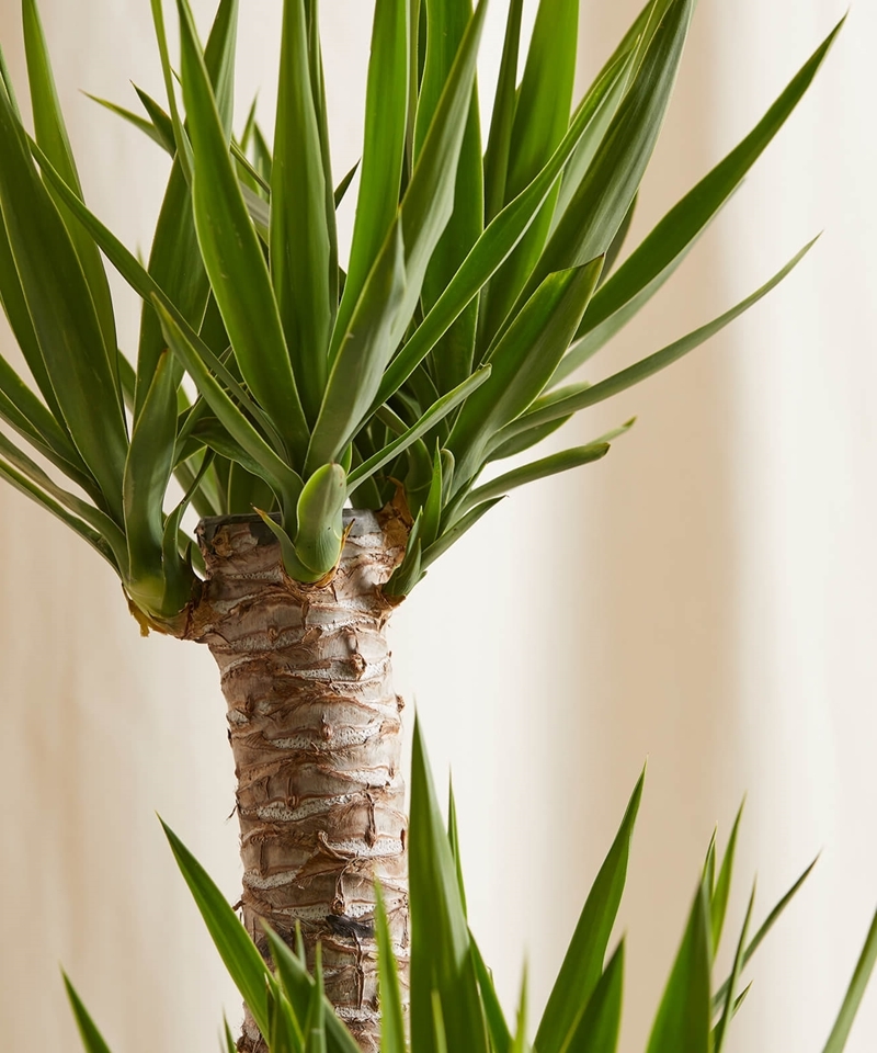 yucca palme pflege tipps für hobbygärtner grüne blätter