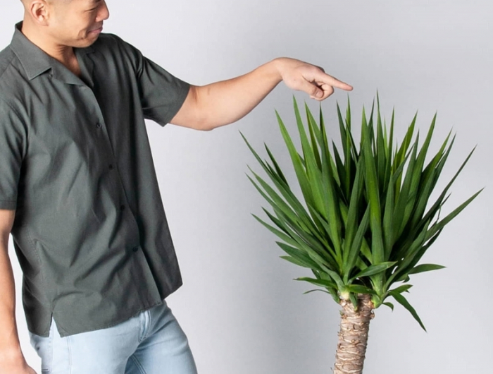 yucca palme pflege wichtige tipps grüne zimmerpflanze mann